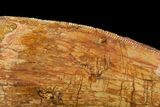 Carcharodontosaurus Tooth - Partially Rooted #71098-4
